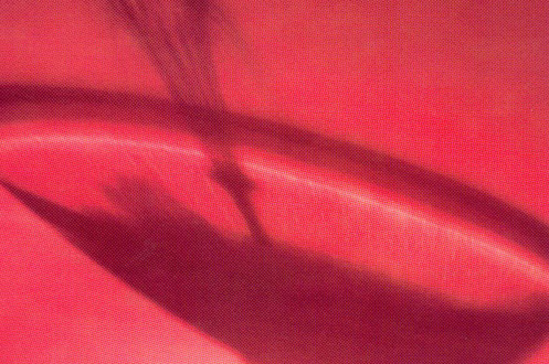 Aqua Vitae detalle - Sílvia Gubern